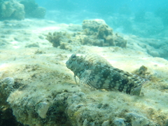 Blenniidae
