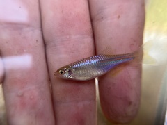 Danio albolineatus