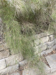 Muhlenbergia dumosa