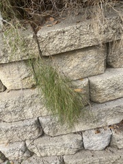 Muhlenbergia dumosa