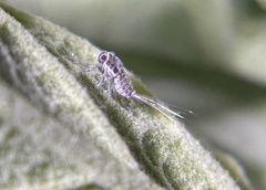 Danepteryx