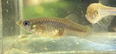 Poecilia reticulata