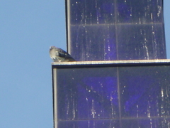 Columba livia domestica