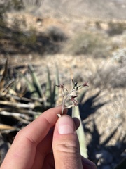 Lyrocarpa coulteri