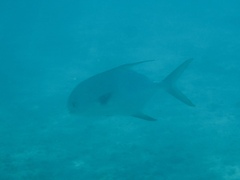 Trachinotus blochii