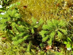 Dendroligotrichum tongariroense