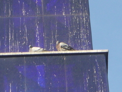 Columba livia domestica