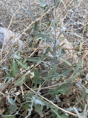 Lyrocarpa coulteri