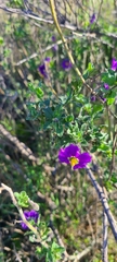 Solanum parishii