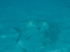 Trachinotus blochii