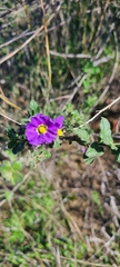 Solanum parishii