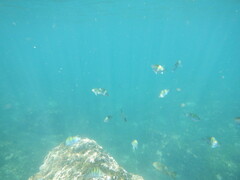 Abudefduf troschelii