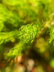 Dendroligotrichum tongariroense