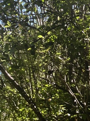 Rhipidura fuliginosa fuliginosa