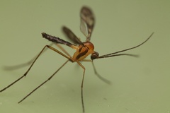 Macrocerinae