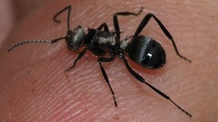 Polyrhachis daemeli