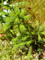 Dendroligotrichum tongariroense