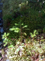 Dendroligotrichum tongariroense