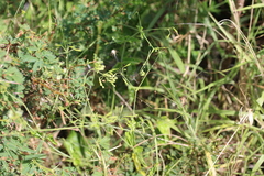 Commicarpus scandens