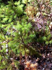Dendroligotrichum tongariroense