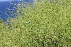 Commicarpus scandens