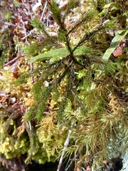 Dendroligotrichum tongariroense
