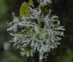 Heterodermia leucomelos