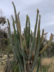 Pilosocereus