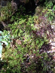 Dendroligotrichum tongariroense
