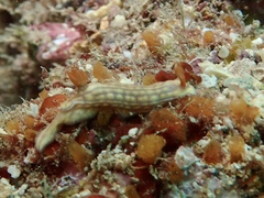 Hypselodoris