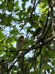 Psilopogon haemacephalus indicus