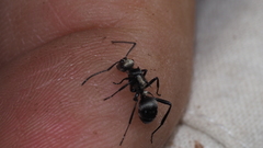 Polyrhachis daemeli