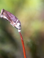 Dendroligotrichum tongariroense