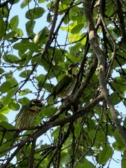 Psilopogon haemacephalus indicus