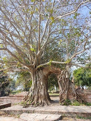 Ficus rumphii