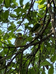 Psilopogon haemacephalus indicus