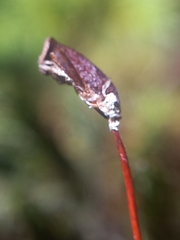 Dendroligotrichum tongariroense