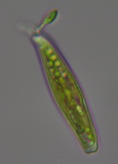 Naviculales