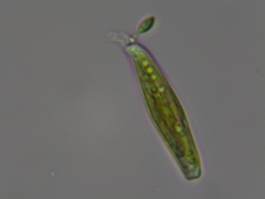 Naviculales