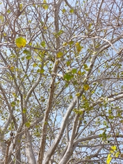 Ficus rumphii