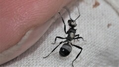 Polyrhachis daemeli
