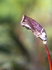 Dendroligotrichum tongariroense