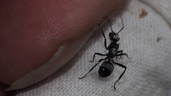 Polyrhachis daemeli