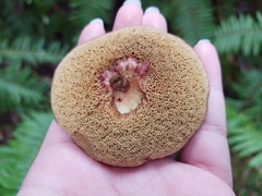 Xerocomellus zelleri