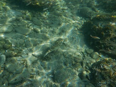 Sphoeroides annulatus