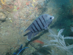 Abudefduf bengalensis