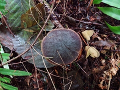 Xerocomellus zelleri