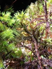 Dendroligotrichum tongariroense