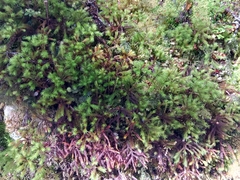 Dendroligotrichum tongariroense