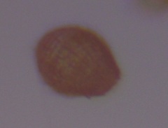 Colepidae
